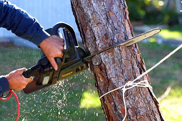 How Our Tree Care Process Works  in  Diamond Springs, CA